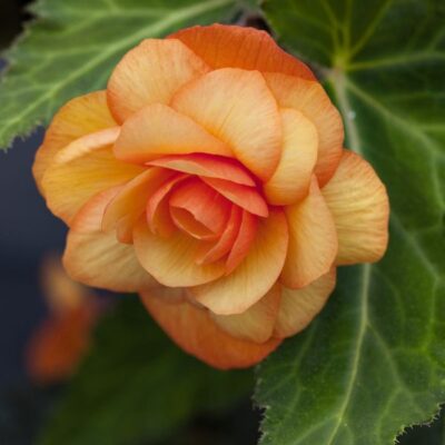 Apricot Illumination Begonia Garden Plant