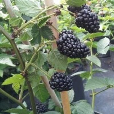 Arapaho Thornless Blackberry Garden Plant
