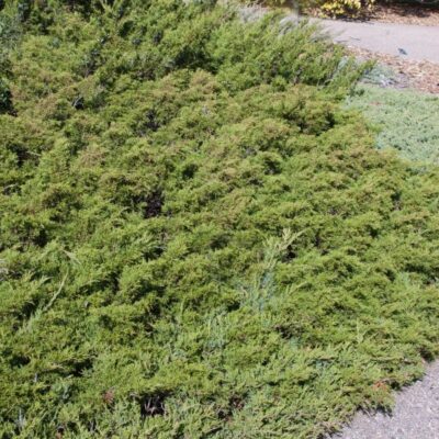 Arcadia Juniper Garden Plant