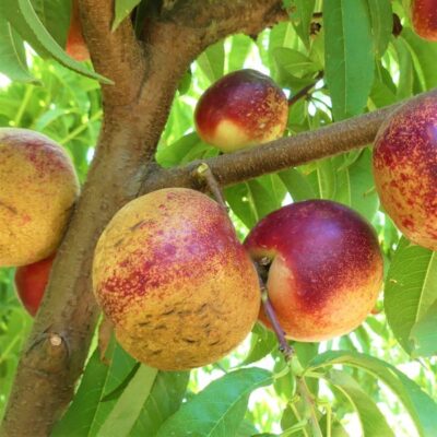 Arctic Rose White Nectarine Garden Plant