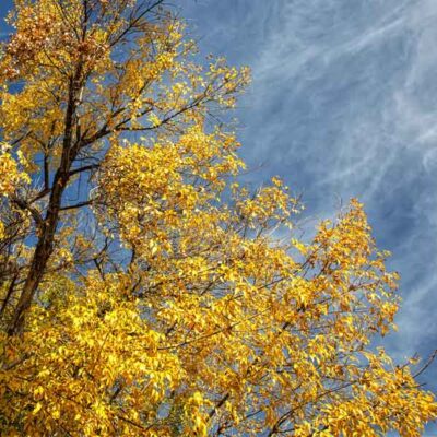 Arizona Ash Garden Plant