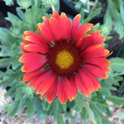Arizona Red Shades Blanket Flower Garden Plant