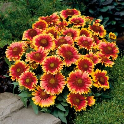 Arizona Sun Gaillardia Garden Plant