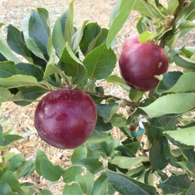 Arkansas Black Apple Tree Garden Plant