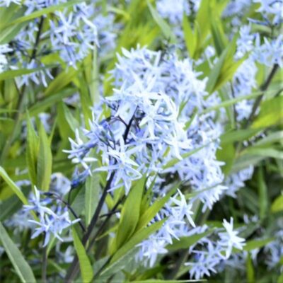 Arkansas Blue Star Garden Plant