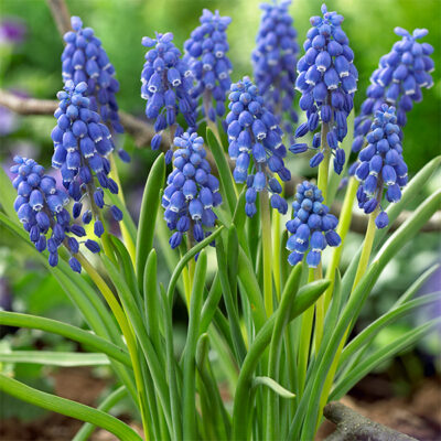 Armeniacum Muscari Garden Plant