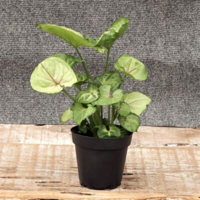 Arrowhead Plant Garden Plant