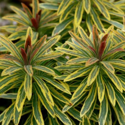 Ascot Rainbow Euphorbia Garden Plant