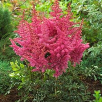 Astilbe Rise and Shine Garden Plant