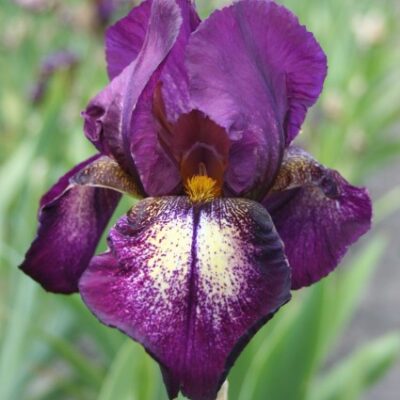 Attention Please Tall Bearded Iris Garden Plant