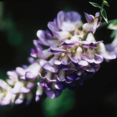 Aunt Dee Wisteria Garden Plant