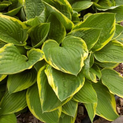 Aureomarginata Hosta Garden Plant