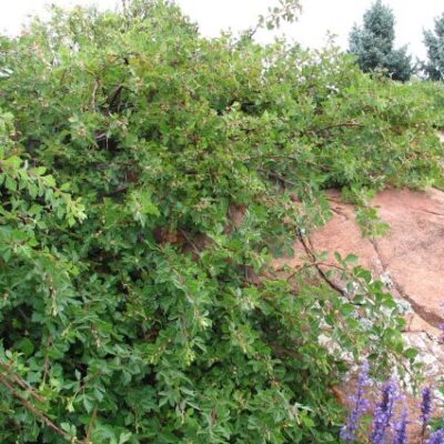 Autumn Amber Sumac Garden Plant