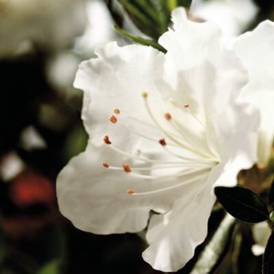 Autumn Angel Encore Azalea Garden Plant