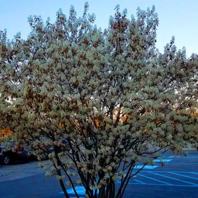 Autumn Brilliance Serviceberry Garden Plant