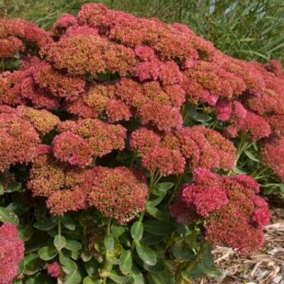 Autumn Fire Sedum Garden Plant