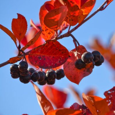 Autumn Magic Black Chokeberry Garden Plant