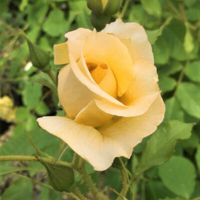 Autumn Sunset Climbing Rose Garden Plant