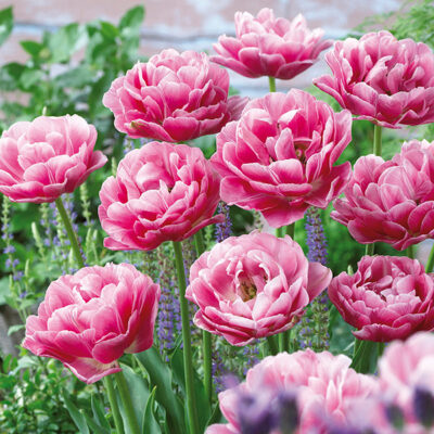 Aveyron Tulip Garden Plant