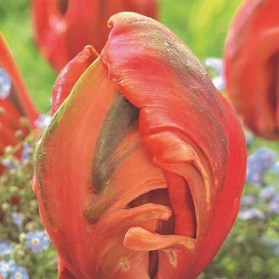 Avignon Parrot Tulip Garden Plant