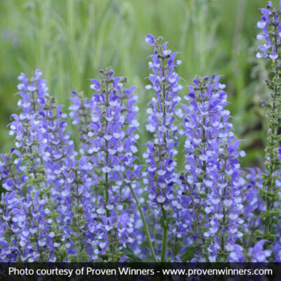 Azure Snow Salvia Garden Plant