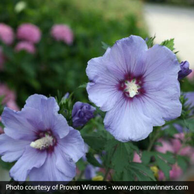 Azurri Blue Satin Rose of Sharon Garden Plant