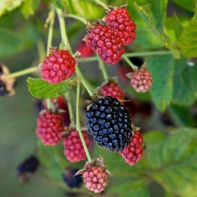 Baby Cakes Thornless Blackberry Garden Plant