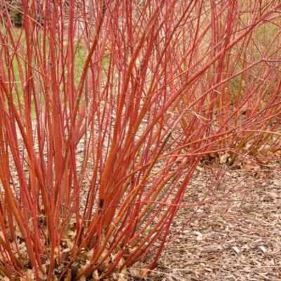 Bailey Red Twigged Dogwood Garden Plant