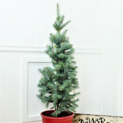 Baker's Colorado Blue Spruce Holiday Tree Garden Plant