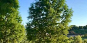 Bald Cypress Tree Garden Plant