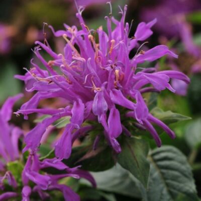 Balmy Lilac Bee Balm Garden Plant