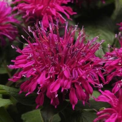 Balmy Purple Bee Balm Garden Plant