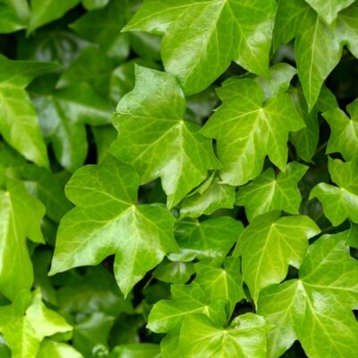 Baltic Ivy Garden Plant