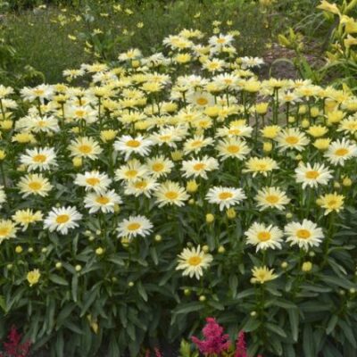 Banana Cream Shasta Daisy Garden Plant
