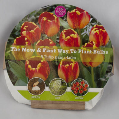Banja Luka Tulip Easy Bloom Pad Garden Plant