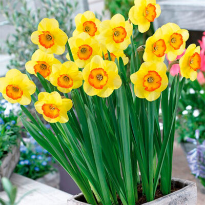 Bantam Daffodil Garden Plant