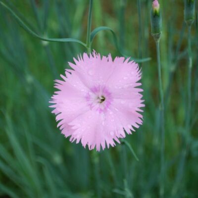 Baths Pink Dianthus Garden Plant