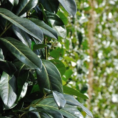 Bay Laurel Garden Plant