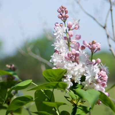 Beauty of Moscow Lilac Garden Plant
