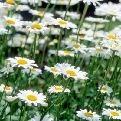 Becky Shasta Daisy Garden Plant