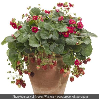 Berried Treasure Red Strawberry Garden Plant