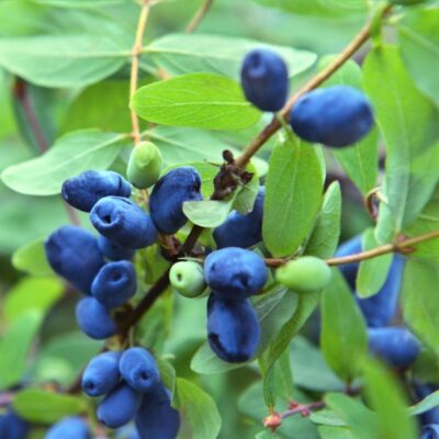 Berry Blue Honeyberry Garden Plant