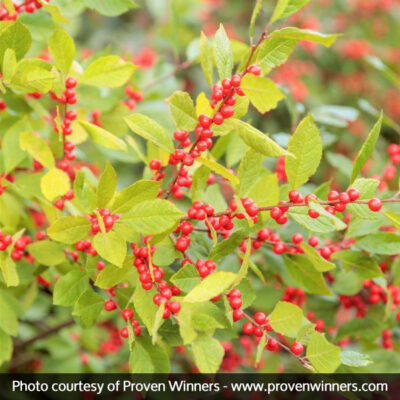 Berry Heavy Winterberry Holly Garden Plant