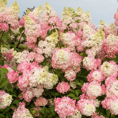 Berry White Hydrangea Tree Form Garden Plant