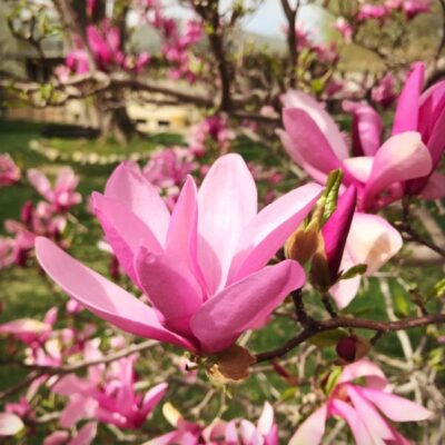 Betty Magnolia Garden Plant