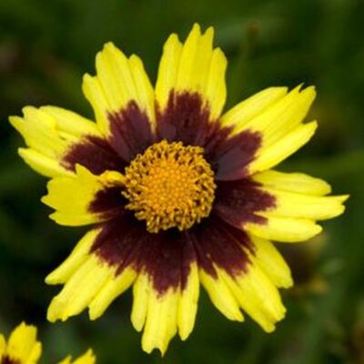 Big Bang Cosmic Eye Coreopsis Garden Plant