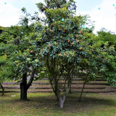 Big Jim Loquat Garden Plant