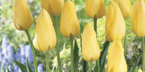 Big Smile Tulip Garden Plant