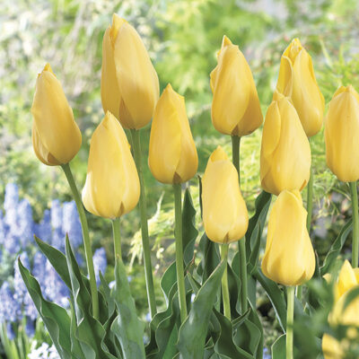 Big Smile Tulip Garden Plant