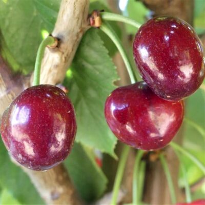 Bing Cherry Tree Garden Plant